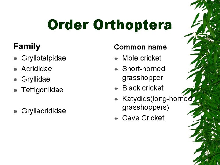 Order Orthoptera Family Gryllotalpidae Acrididae Gryllidae Tettigoniidae Common name Gryllacrididae Mole cricket Short-horned grasshopper Order Orthoptera Family Gryllotalpidae Acrididae Gryllidae Tettigoniidae Common name Gryllacrididae Mole cricket Short-horned grasshopper