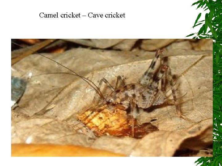 Camel cricket – Cave cricket Camel cricket – Cave cricket
