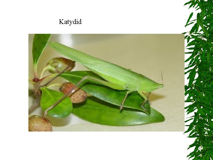 Katydid Katydid
