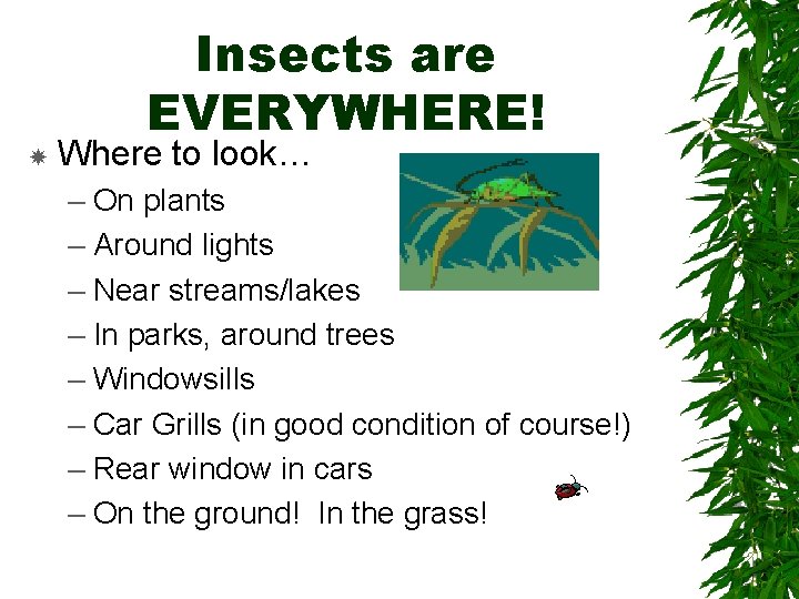 Insects are EVERYWHERE! Where to look… – On plants – Around lights – Insects are EVERYWHERE! Where to look… – On plants – Around lights –