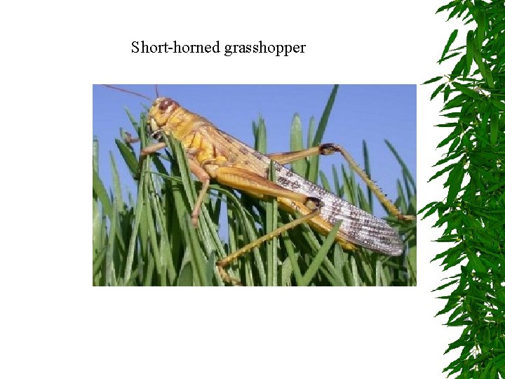 Short-horned grasshopper Short-horned grasshopper