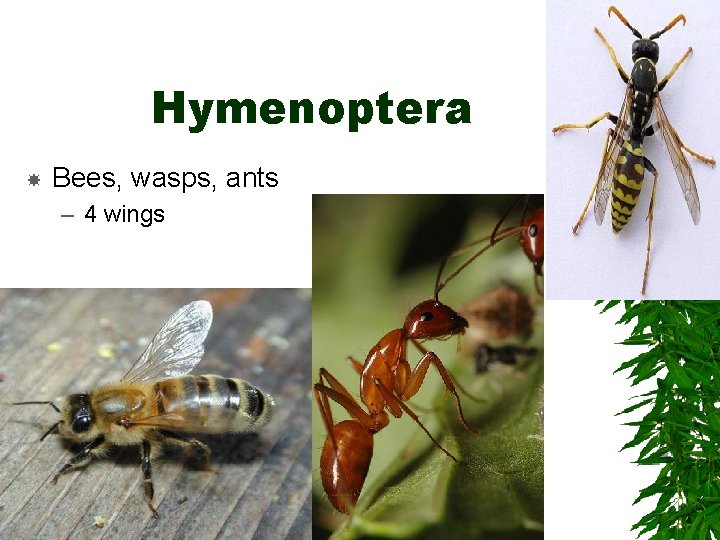 Hymenoptera Bees, wasps, ants – 4 wings Hymenoptera Bees, wasps, ants – 4 wings