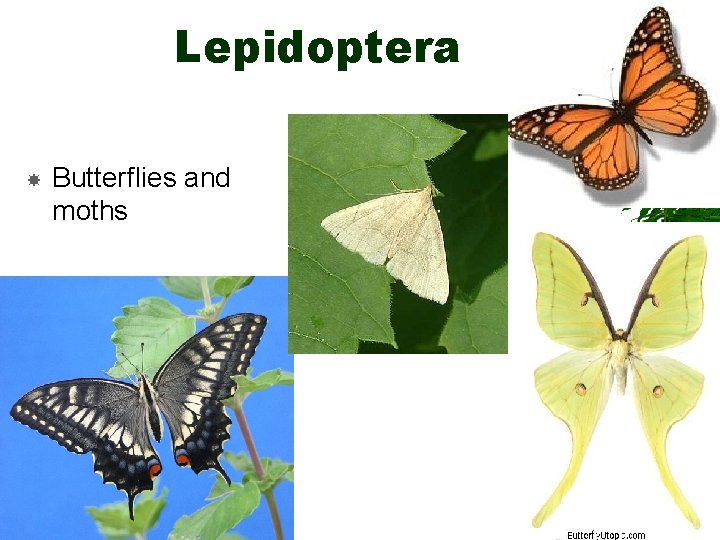 Lepidoptera Butterflies and moths Lepidoptera Butterflies and moths