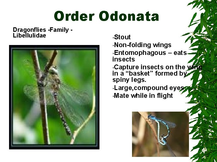 Order Odonata Dragonflies -Family Libellulidae • Stout • Non-folding wings • Entomophagous – eats Order Odonata Dragonflies -Family Libellulidae • Stout • Non-folding wings • Entomophagous – eats