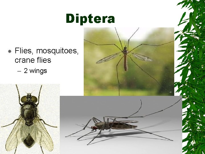 Diptera Flies, mosquitoes, crane flies – 2 wings Diptera Flies, mosquitoes, crane flies – 2 wings