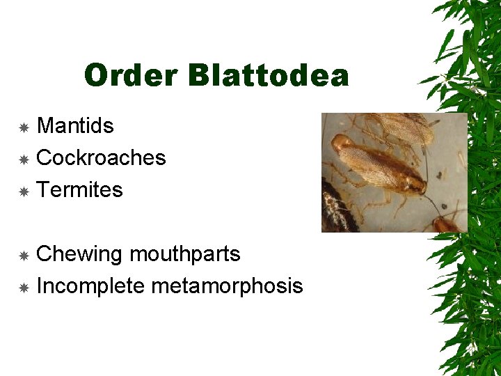 Order Blattodea Mantids Cockroaches Termites Chewing mouthparts Incomplete metamorphosis Order Blattodea Mantids Cockroaches Termites Chewing mouthparts Incomplete metamorphosis