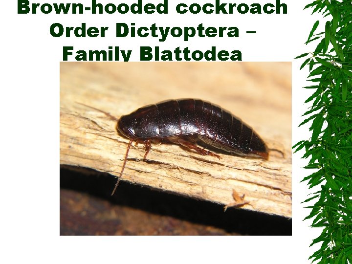 Brown-hooded cockroach Order Dictyoptera – Family Blattodea Brown-hooded cockroach Order Dictyoptera – Family Blattodea