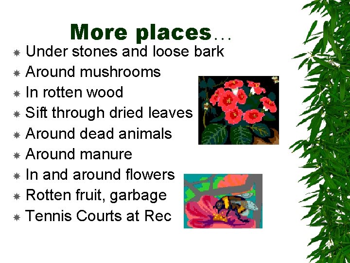 More places… Under stones and loose bark Around mushrooms In rotten wood Sift through More places… Under stones and loose bark Around mushrooms In rotten wood Sift through
