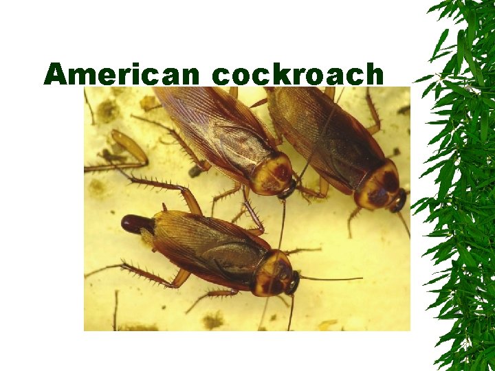 American cockroach American cockroach
