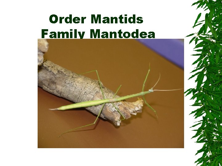 Order Mantids Family Mantodea Order Mantids Family Mantodea
