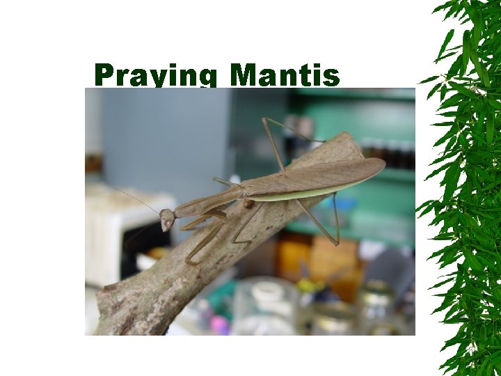 Praying Mantis Praying Mantis