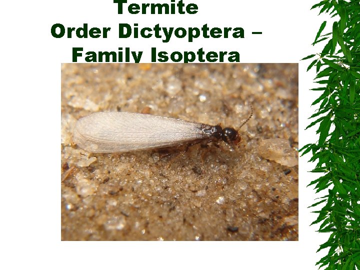 Termite Order Dictyoptera – Family Isoptera Termite Order Dictyoptera – Family Isoptera