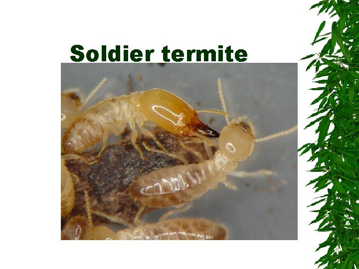 Soldier termite Soldier termite
