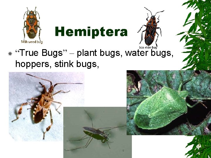 Hemiptera “True Bugs” – plant bugs, water bugs, hoppers, stink bugs, Hemiptera “True Bugs” – plant bugs, water bugs, hoppers, stink bugs,
