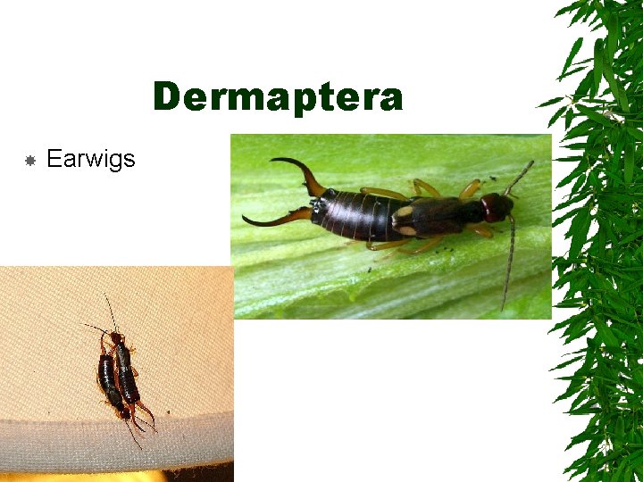 Dermaptera Earwigs Dermaptera Earwigs