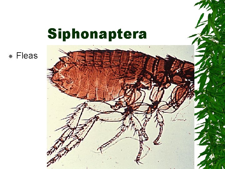 Siphonaptera Fleas Siphonaptera Fleas