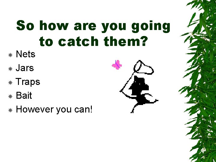 So how are you going to catch them? Nets Jars Traps Bait However you So how are you going to catch them? Nets Jars Traps Bait However you