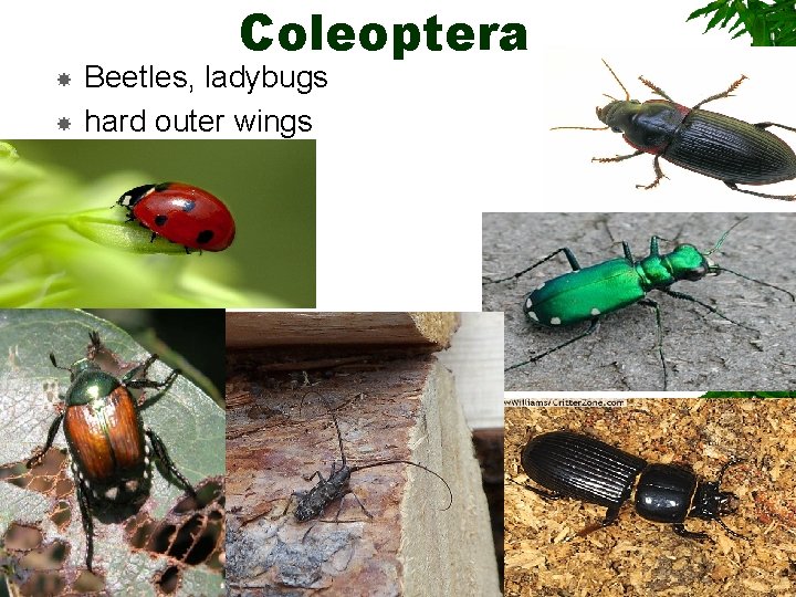 Coleoptera Beetles, ladybugs hard outer wings Coleoptera Beetles, ladybugs hard outer wings