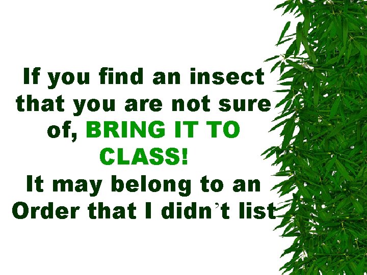If you find an insect that you are not sure of, BRING IT TO If you find an insect that you are not sure of, BRING IT TO