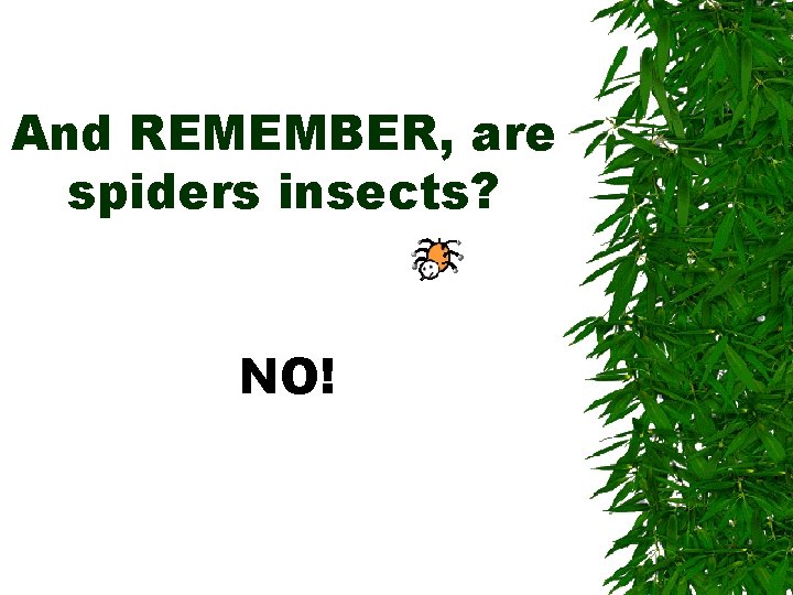 And REMEMBER, are spiders insects? NO! And REMEMBER, are spiders insects? NO!