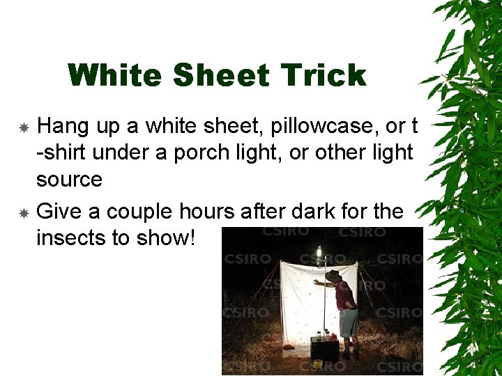 White Sheet Trick Hang up a white sheet, pillowcase, or t -shirt under a White Sheet Trick Hang up a white sheet, pillowcase, or t -shirt under a
