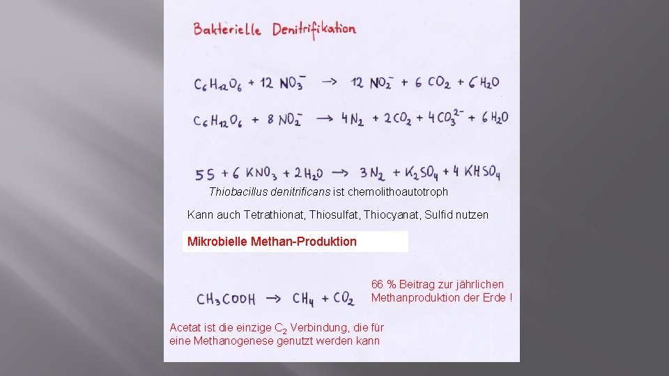 Thiobacillus denitrificans ist chemolithoautotroph Kann auch Tetrathionat, Thiosulfat, Thiocyanat, Sulfid nutzen Mikrobielle Methan-Produktion 66