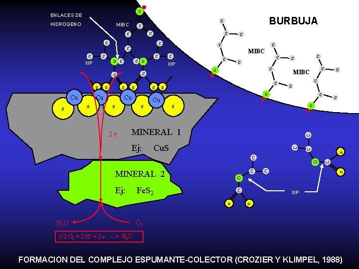 H O ENLACES DE HIDROGENO C C C Cu s C MIBC H C