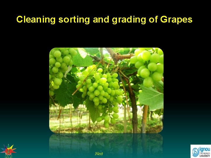 Cleaning sorting and grading of Grapes Next 