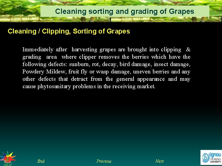 Cleaning sorting and grading of Grapes Cleaning / Clipping, Sorting of Grapes Immediately after