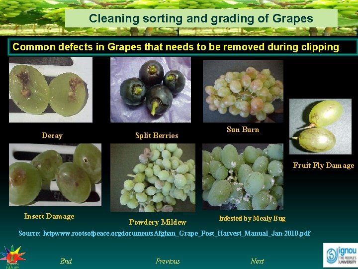 Cleaning sorting and grading of Grapes Common defects in Grapes that needs to be