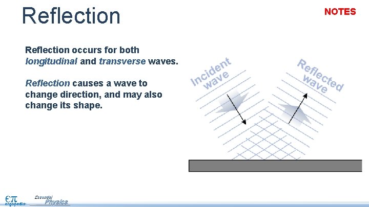 Reflection occurs for both longitudinal and transverse waves. Reflection causes a wave to change