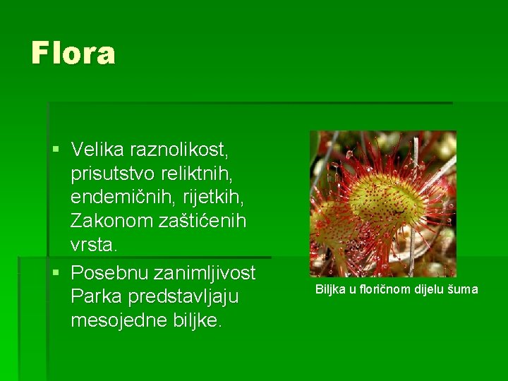 Flora § Velika raznolikost, prisutstvo reliktnih, endemičnih, rijetkih, Zakonom zaštićenih vrsta. § Posebnu zanimljivost