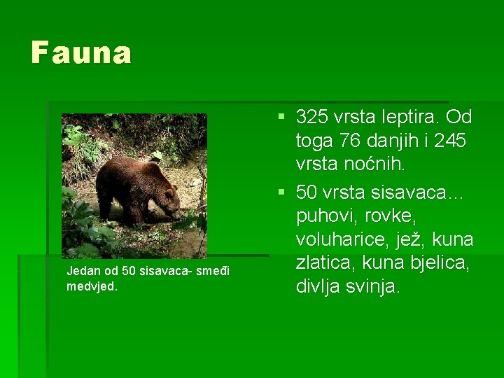 Fauna Jedan od 50 sisavaca- smeđi medvjed. § 325 vrsta leptira. Od toga 76