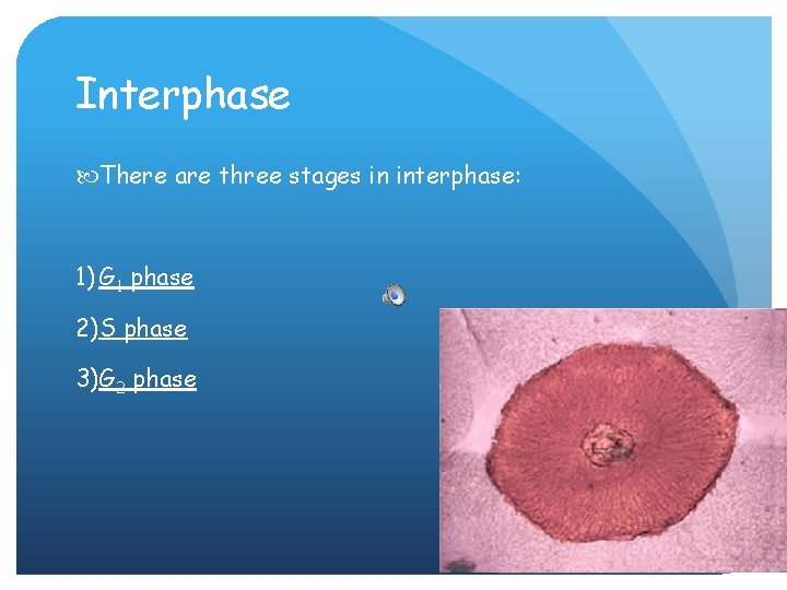 Interphase There are three stages in interphase: 1) G 1 phase 2)S phase 3)G