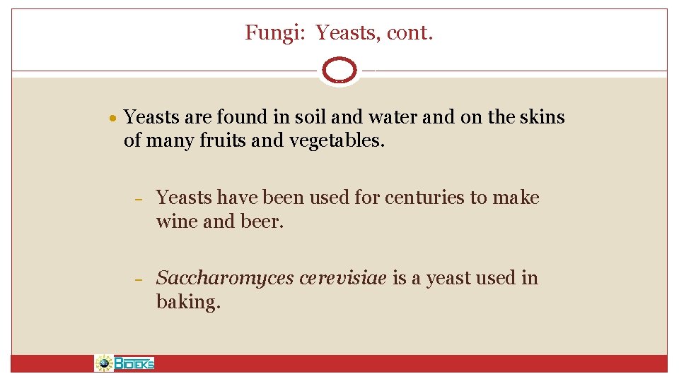 Fungi: Yeasts, cont. • Yeasts are found in soil and water and on the