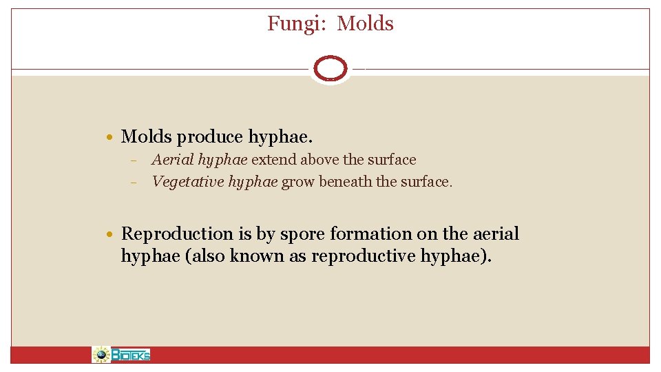 Fungi: Molds • Molds produce hyphae. – – Aerial hyphae extend above the surface