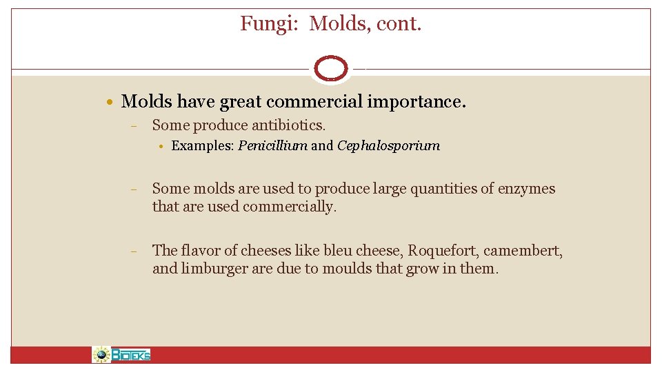 Fungi: Molds, cont. • Molds have great commercial importance. – Some produce antibiotics. •