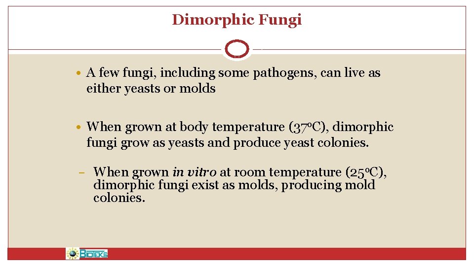 Dimorphic Fungi • A few fungi, including some pathogens, can live as either yeasts