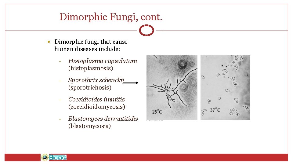 Dimorphic Fungi, cont. • Dimorphic fungi that cause human diseases include: – Histoplasma capsulatum