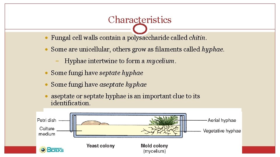 Characteristics • Fungal cell walls contain a polysaccharide called chitin. • Some are unicellular,