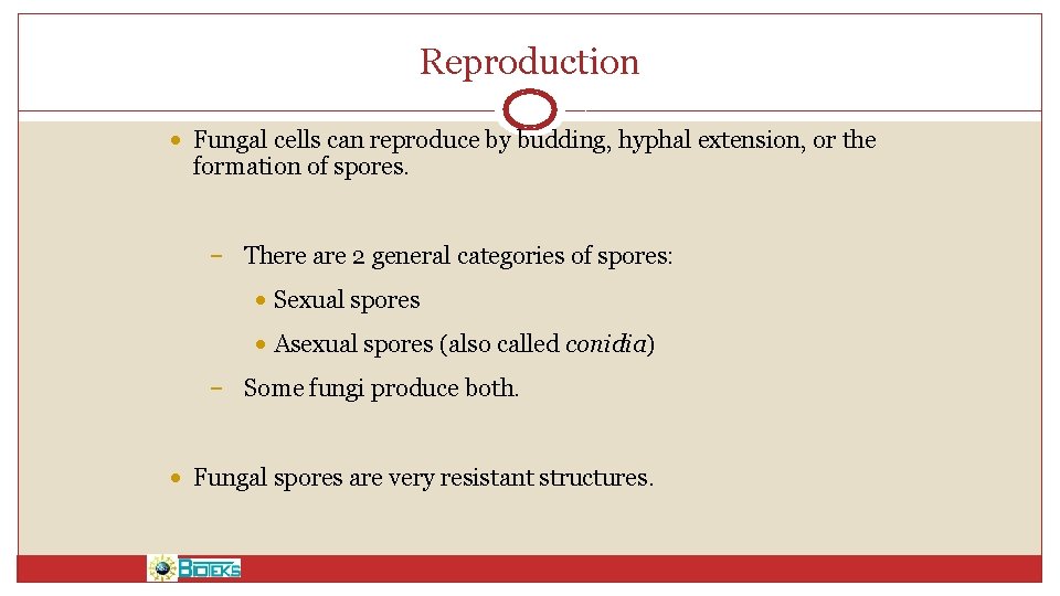 Reproduction • Fungal cells can reproduce by budding, hyphal extension, or the formation of