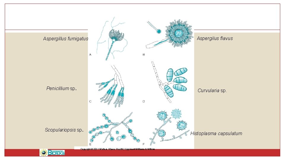 Aspergillus fumigatus Penicillium sp. Aspergilus flavus Curvularia sp. Scopulariopsis sp. Copyright © 2011 Wolters