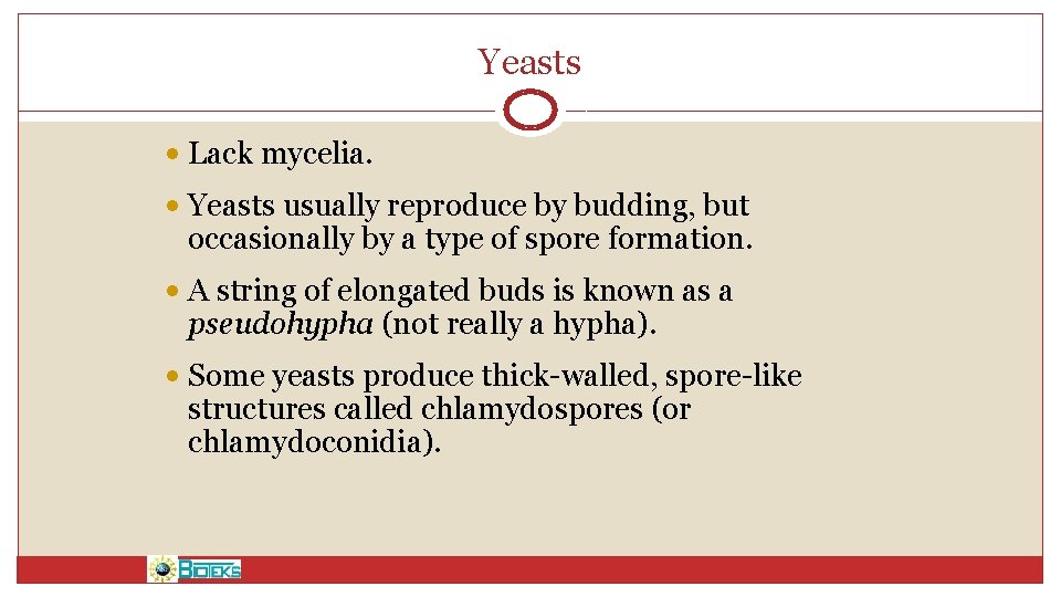 Yeasts • Lack mycelia. • Yeasts usually reproduce by budding, but occasionally by a