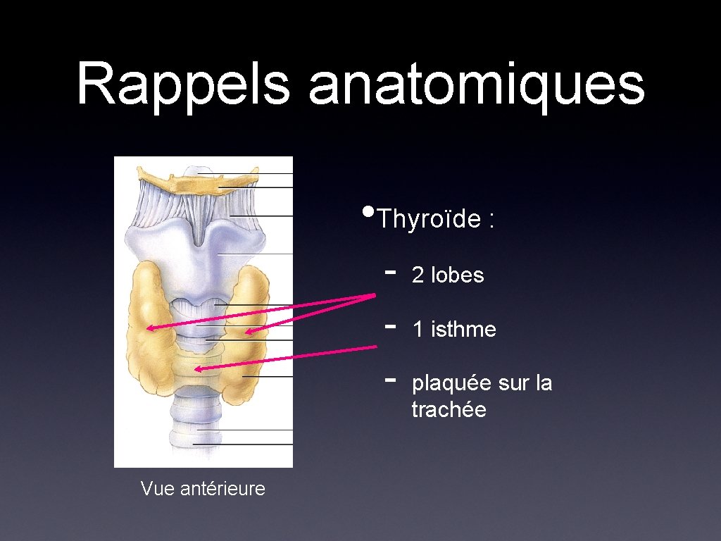 Rappels anatomiques • Thyroïde : Vue antérieure 2 lobes 1 isthme plaquée sur la