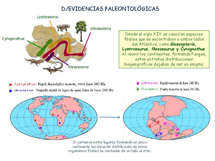 D/EVIDENCIAS PALEONTOLÓGICAS Lystrosaurus Glossopteris Cynognathus Mesosaurus Desde el siglo XIX se conocían especies fósiles