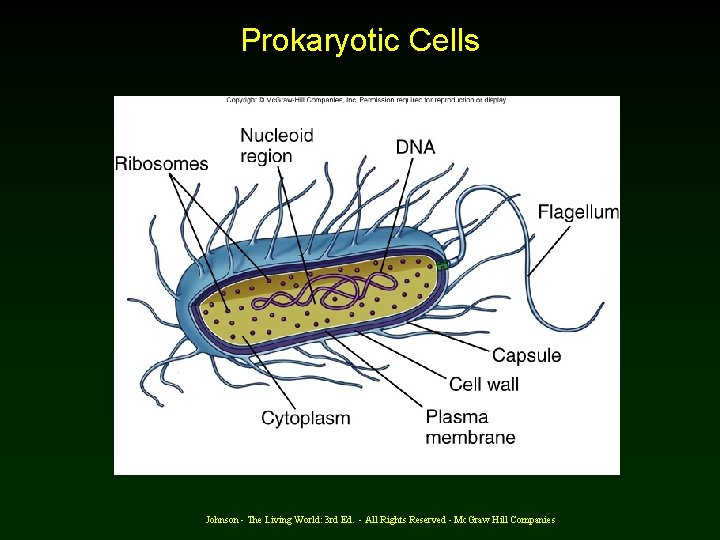 Prokaryotic Cells Johnson - The Living World: 3 rd Ed. - All Rights Reserved