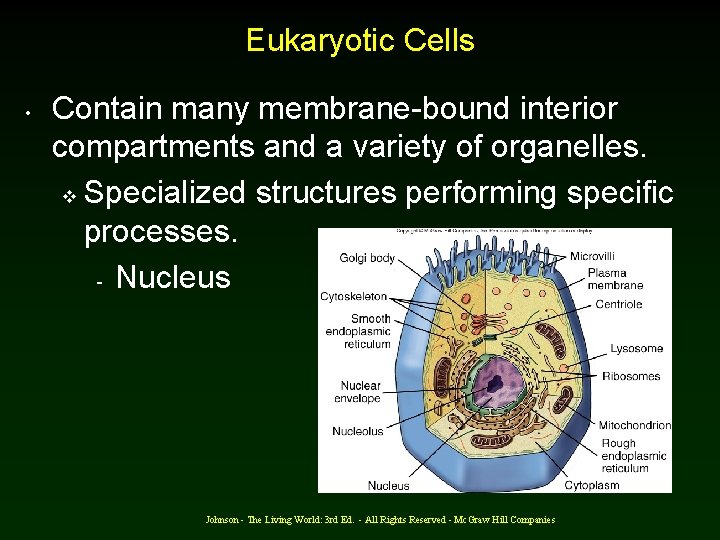 Eukaryotic Cells • Contain many membrane-bound interior compartments and a variety of organelles. v