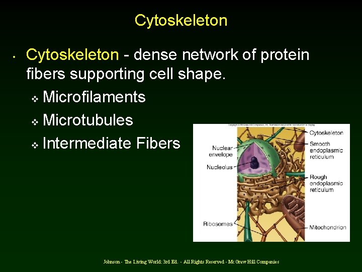 Cytoskeleton • Cytoskeleton - dense network of protein fibers supporting cell shape. v Microfilaments