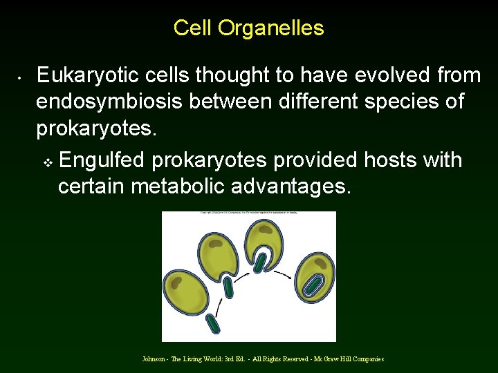 Cell Organelles • Eukaryotic cells thought to have evolved from endosymbiosis between different species