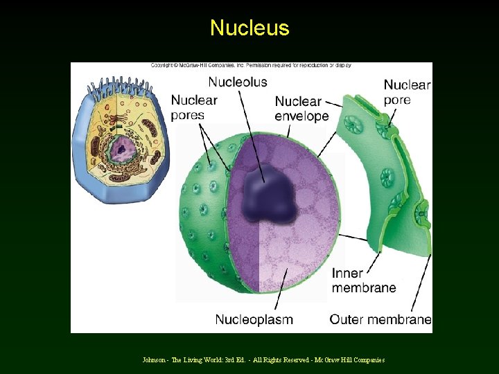 Nucleus Johnson - The Living World: 3 rd Ed. - All Rights Reserved -